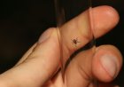 Picaduras por garrapatas: ¿Qué riesgos existen para la salud?
