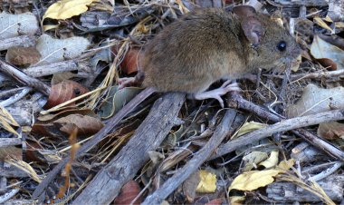 Académica valora el alcance de la alerta por hantavirus: “es una medida preventiva; no significa que estemos frente a una epidemia”