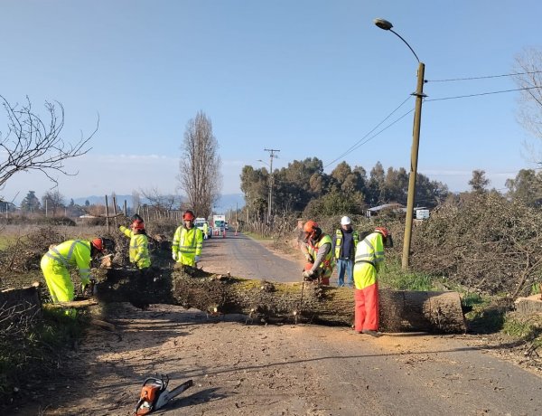 Linares: Dirección de Vialidad efectúa retiro de árboles sin vida en Ruta San Antonio-San Víctor Álamos