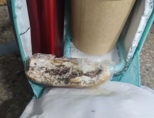 Linares: madres denuncian plaga de hormigas en el Área de Pediatría del Hospital