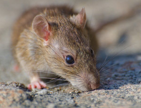 Alerta por hantavirus: expertos piden reforzar medidas y consulta oportuna