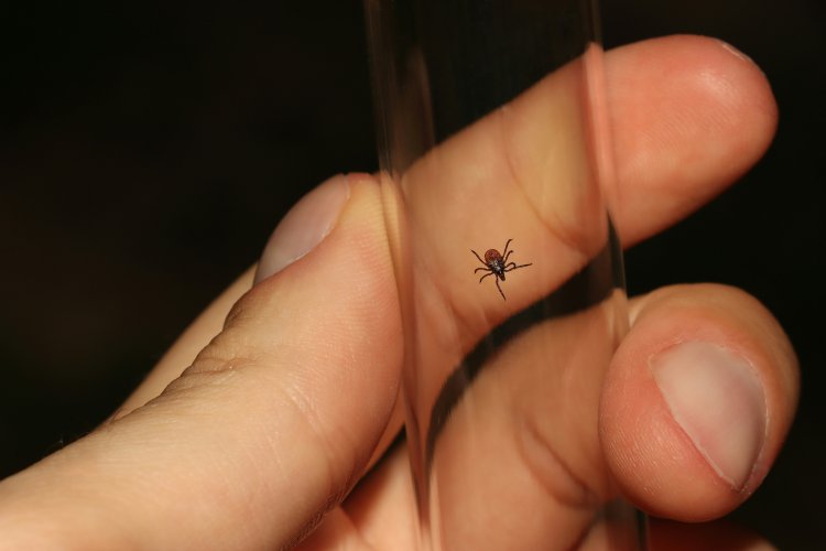 Picaduras por garrapatas: ¿Qué riesgos existen para la salud?