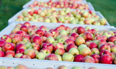 "Machucón" en manzanas reduce hasta un 12% la producción exportable