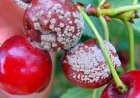 Aceite de semillas de uva ozonizado: la apuesta del Maule para proteger las cerezas de los hongo