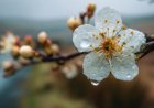 Lluvias primaverales podrían dañar la floración de frutales afectando su producción