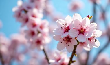 Primavera más lluviosa: efectos posibles en la fruticultura y en el agua de riego