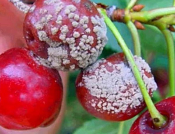 Aceite de semillas de uva ozonizado: la apuesta del Maule para proteger las cerezas de los hongo