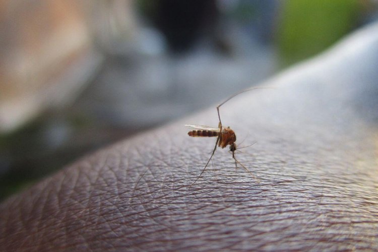 Presencia de mosquito Aedes aegypti en Antofagasta: experto aclara riesgos y medidas preventivas