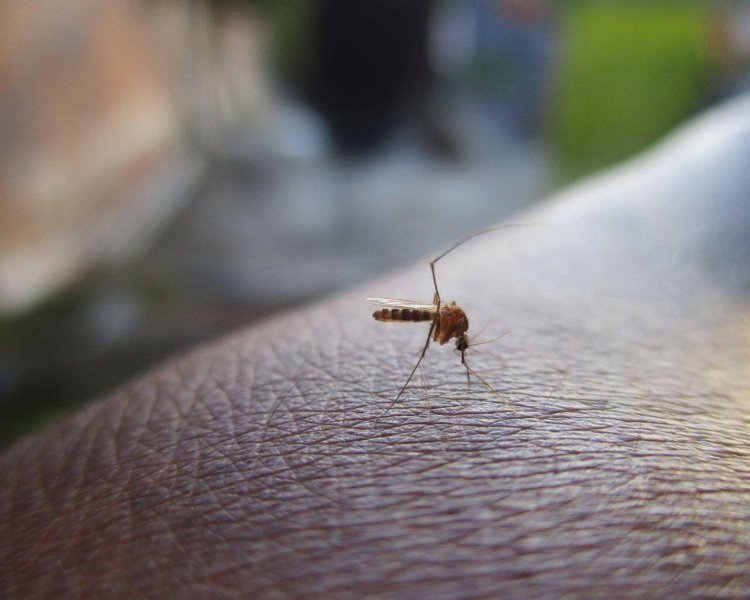 Cómo prevenir el dengue y otras enfermedades transmitidas por mosquitos