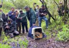 Güiña vuelve a su hábitat tras ser rehabilitado en Centro de Rescate de Hacienda Cauquenes