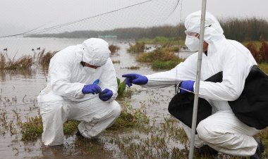 Fenómeno de El Niño y caso de influenza aviar en Perú elevan la alerta del SAG y refuerzan la vigilancia sanitaria