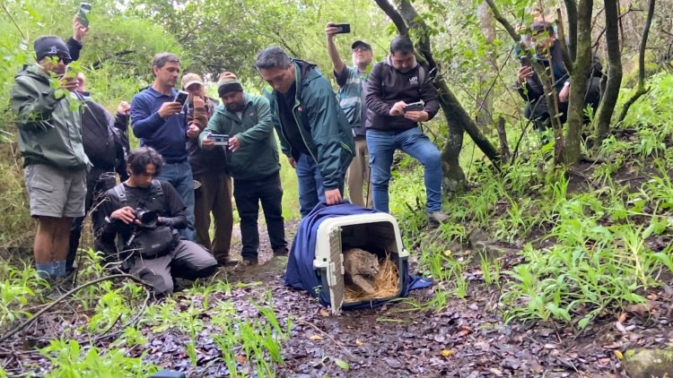 Güiña vuelve a su hábitat tras ser rehabilitado en Centro de Rescate de Hacienda Cauquenes