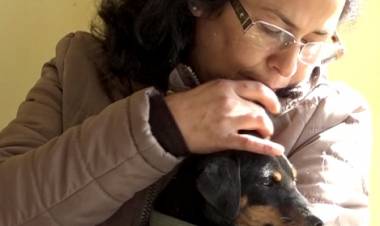 Municipio llama a propietarios de mascotas a cumplir con la “Ley Cholito”