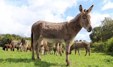 Las enormes bondades de la leche de burra
