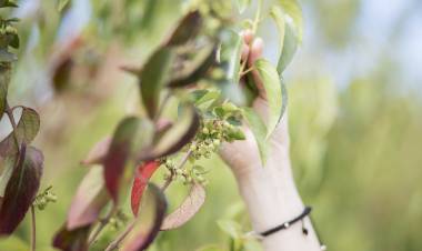 Investigadores UTalca estudian la prevención para enfermedades  cardiovasculares en componentes naturales como el tomate y el maqui