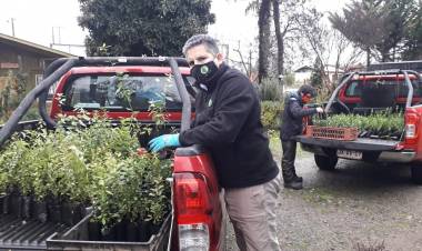 Donan dos mil árboles nativos a Cámara de Turismo Rural Achibueno