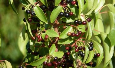 Maqui: el camino de una planta silvestre a un cultivo agrícola