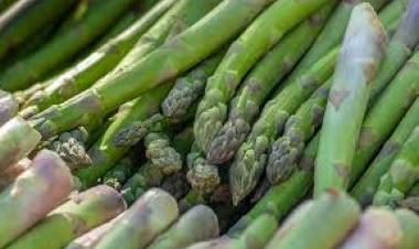 Senadora Rincón denuncia crítica situación de productores de espárragos en Parral y Retiro