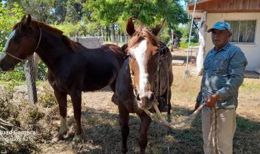 En libertad sujeto acusado del delito de receptación de dos caballos