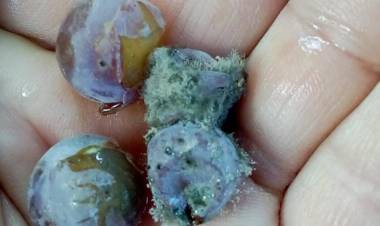 Frente de mal tiempo: INDAP confirma que alrededor de 800 productores de uvas y arándanos sufrieron daños millonarios