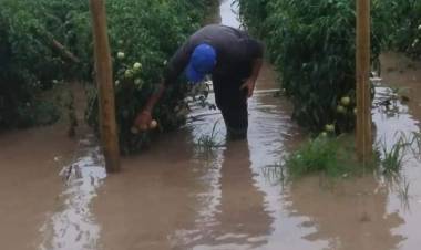 Más de 3.500 campesinos se vieron afectados por granizos y lluvias de verano en el Maule y O'Higgins