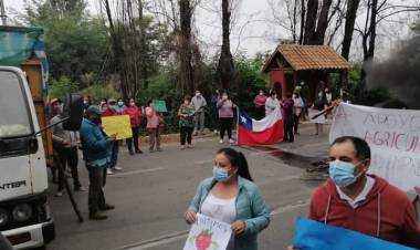 Productores de frambuesa de Longaví protestan y piden apoyo debido a graves daños que origina plaga de la mosca “Drosophila suzukii”