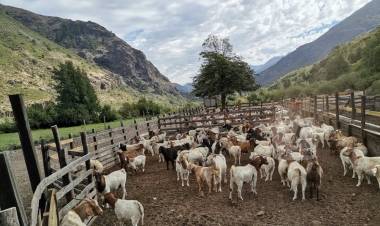 En etapa final las veranadas en la provincia de Linares