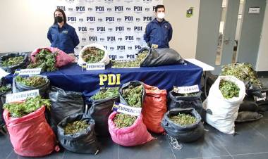 PDI decomisa más de 15 mil plantas de marihuana