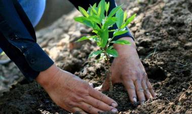 CONAF Maule mostró avances en  recuperación de quebradas con plantas nativas en localidad de Nirivilo