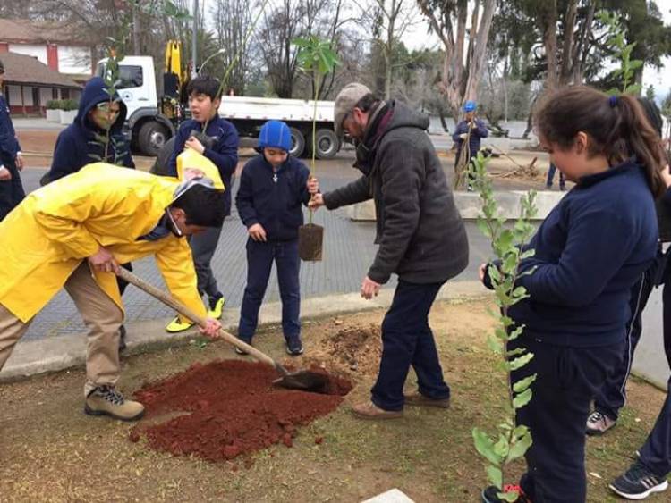 Plantan árboles nativos en la Plaza de Panimávida