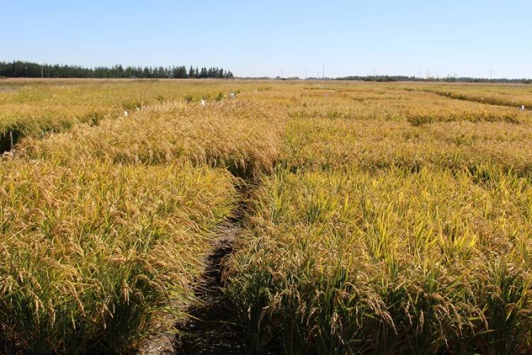 INIA reorienta el cultivo de arroz en Chile hacia la sustentabilidad
