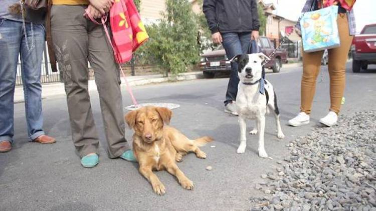 Esterilización de mascotas en la comuna de Retiro