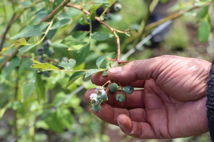 Autoridad llama a productores a activar seguros tras granizadas que afectaron producción de arándanos