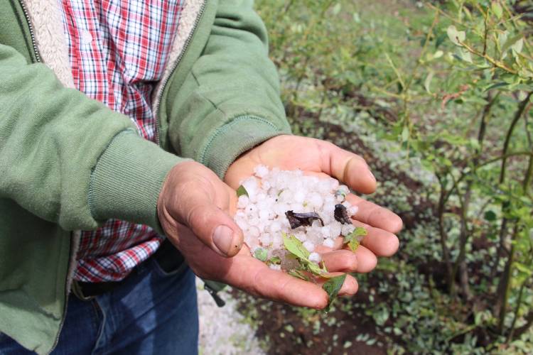 Autoridad llama a productores a activar seguros tras granizadas que afectaron producción de arándanos