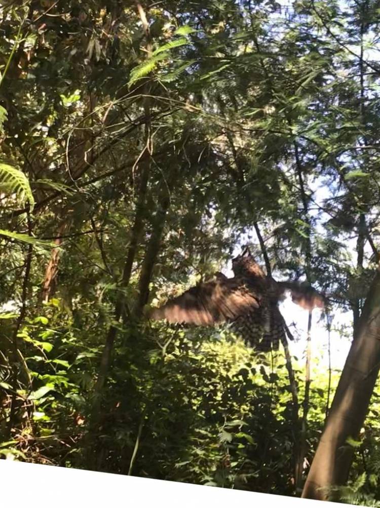 Liberan aves y un mamífero  rehabilitados en “Casa Noé, Mundo Animal” de Linares