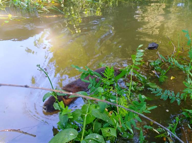 Liberan aves y un mamífero  rehabilitados en “Casa Noé, Mundo Animal” de Linares