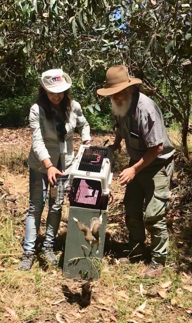 Liberan aves y un mamífero  rehabilitados en “Casa Noé, Mundo Animal” de Linares