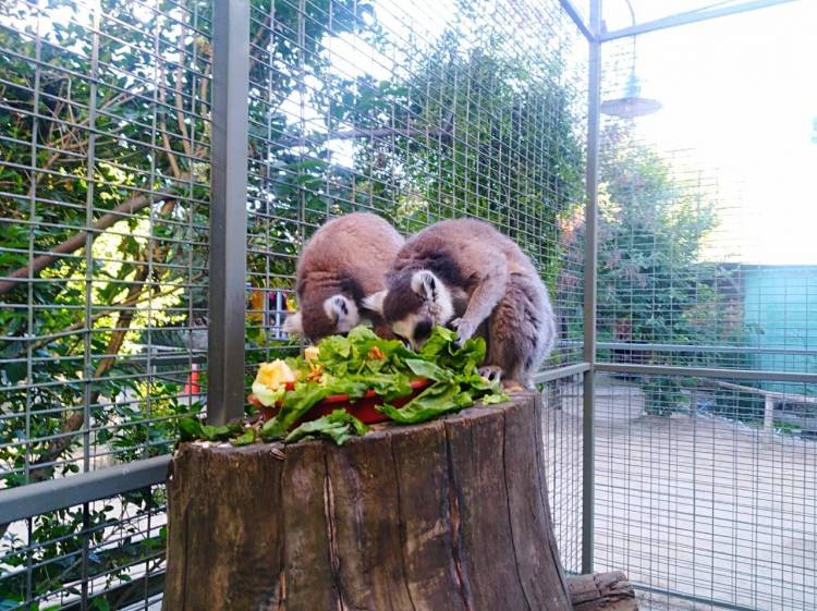 Lémures de cola amarilla se unen a la familia del zoológico linarense