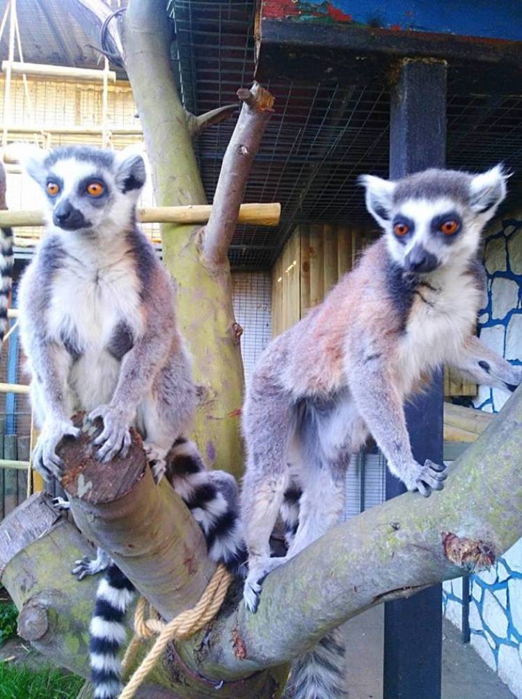 Lémures de cola amarilla se unen a la familia del zoológico linarense