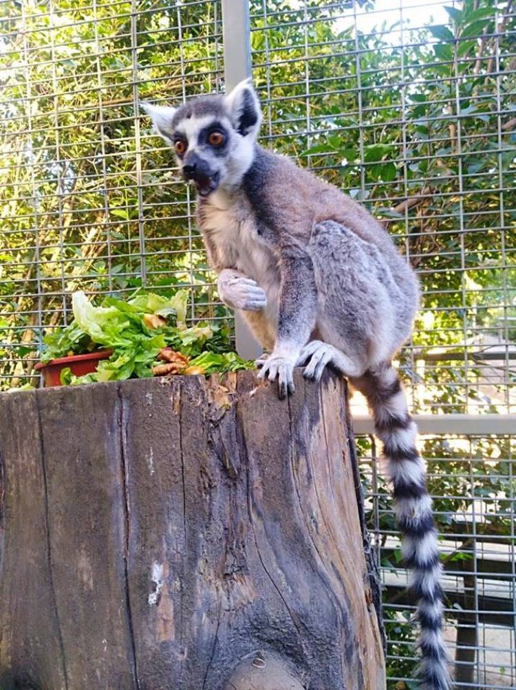 Lémures de cola amarilla se unen a la familia del zoológico linarense