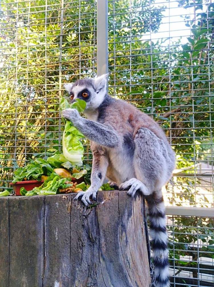 Lémures de cola amarilla se unen a la familia del zoológico linarense