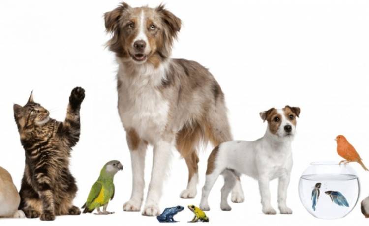ONG Zoolidarios ejecutará proyecto de tenencia responsables de mascotas