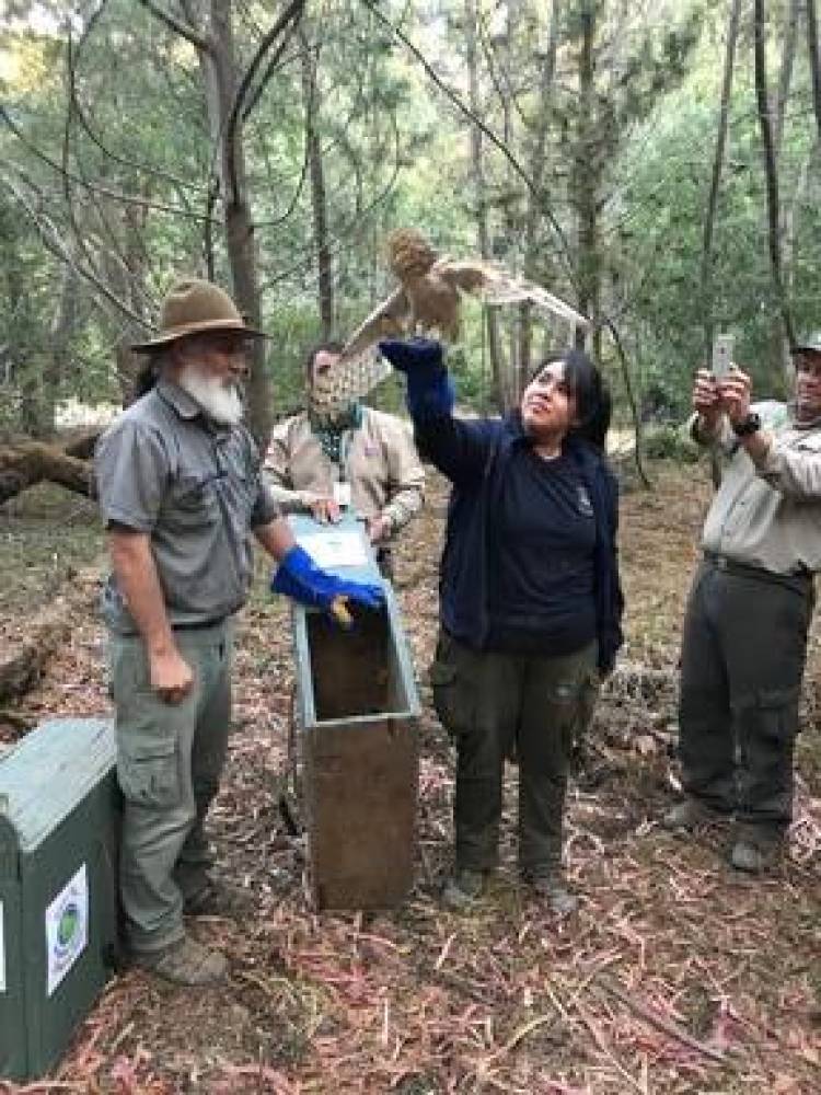 “Casa Noé” y el SAG liberan aves rapaces y una culebra