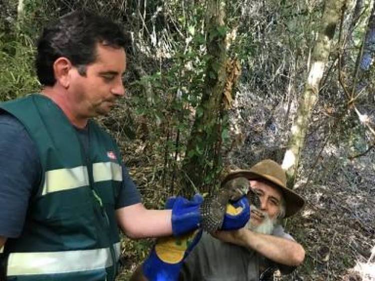 “Casa Noé” y el SAG liberan aves rapaces y una culebra