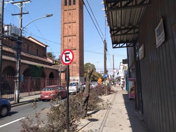 Molestia por “mutilación” de ciruelos en calle Independencia