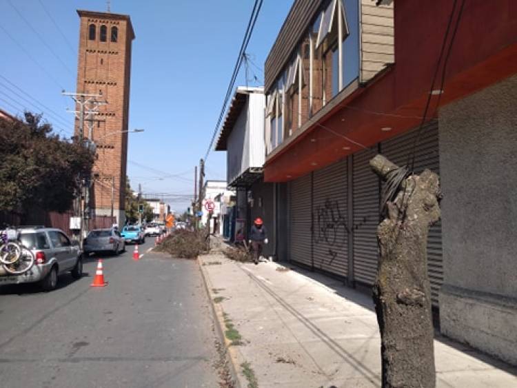 Molestia por “mutilación” de ciruelos en calle Independencia