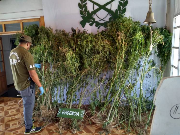 Fiscal D’Agostini: En Chile no es legal el auto cultivo de marihuana