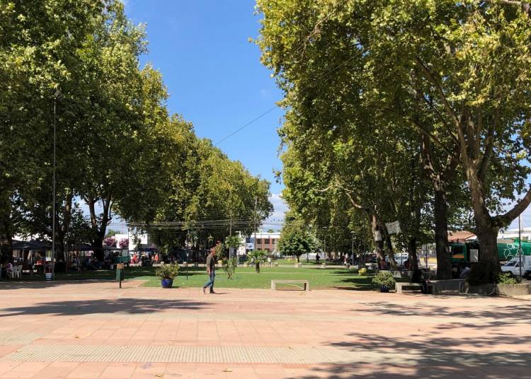 Anuncian proyecto de reforestación en Linares tras  eliminación de “ciruelos de flor primaveral”