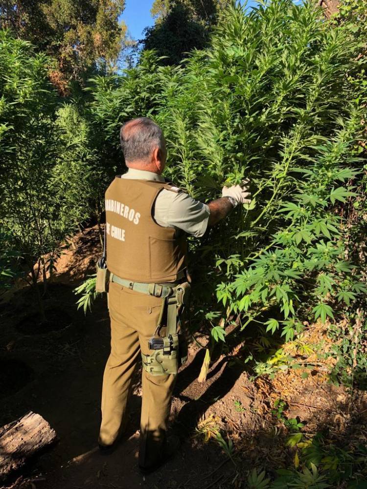 Nuevos decomisos de marihuana en la provincia de Linares