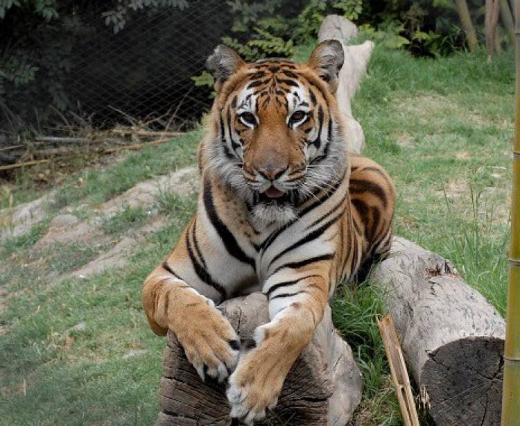 Extienden arriendo para funcionamiento de zoológico “Casa Noé, Mundo Animal”